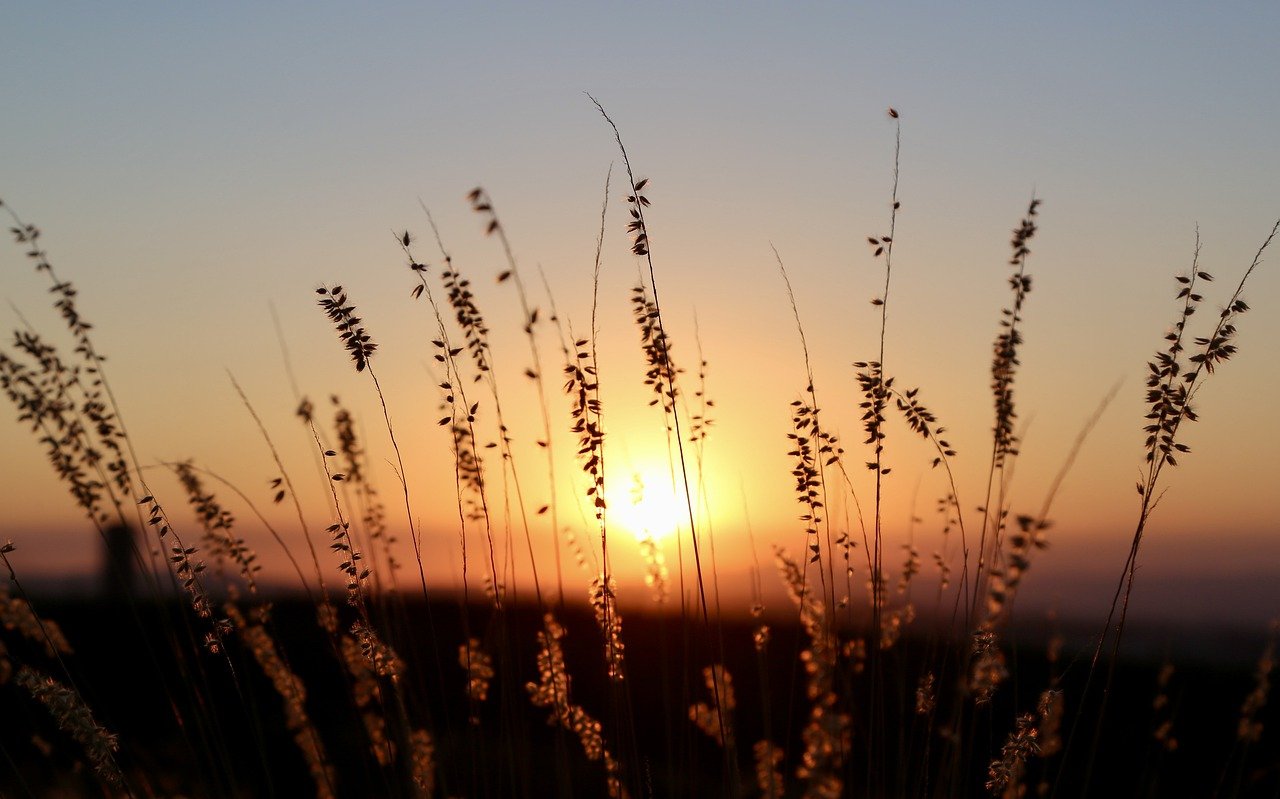 evening, sunset, sunset herbs-7432219.jpg